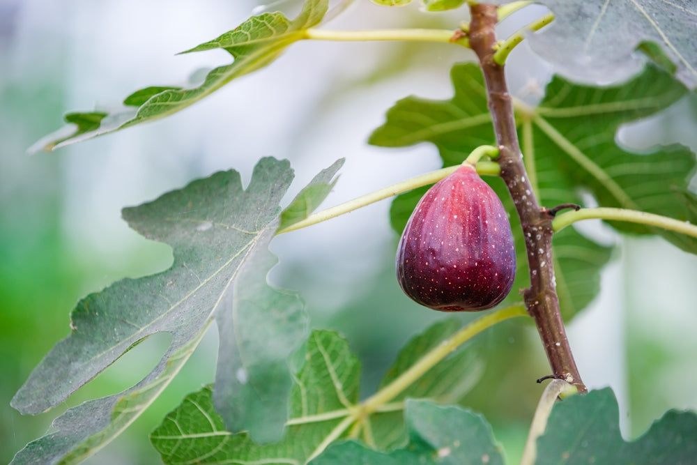 Fig Fruit Trees