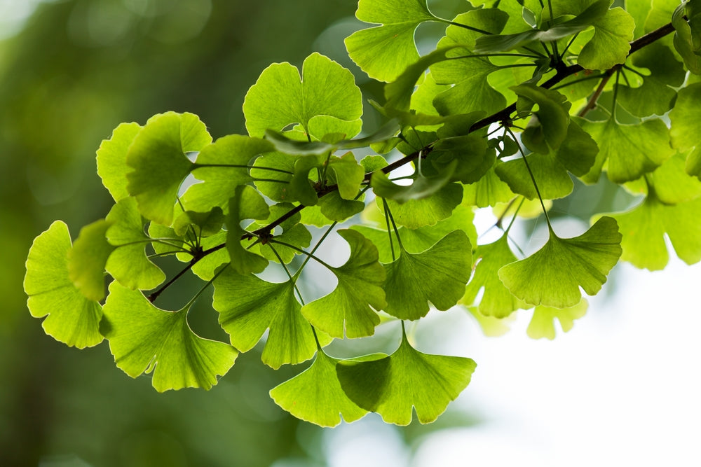 Ginkgo trees