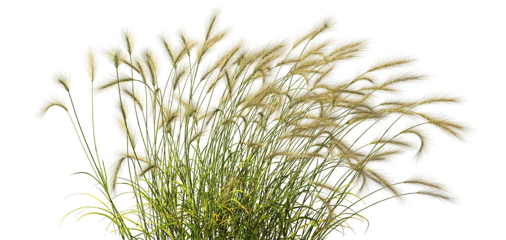 Ornamental Grasses