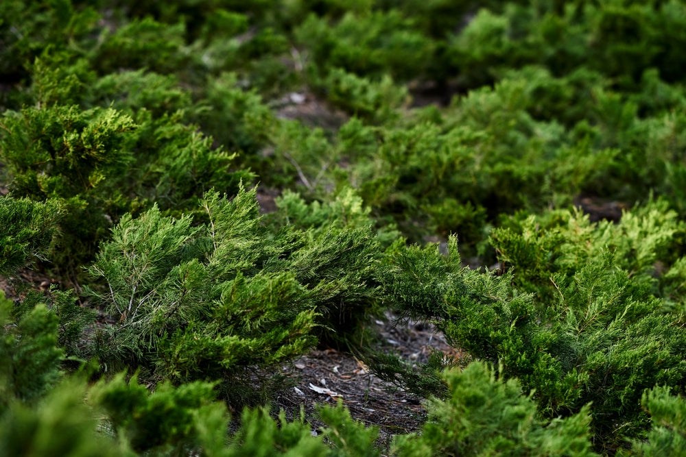 Ground Covering Shrubs