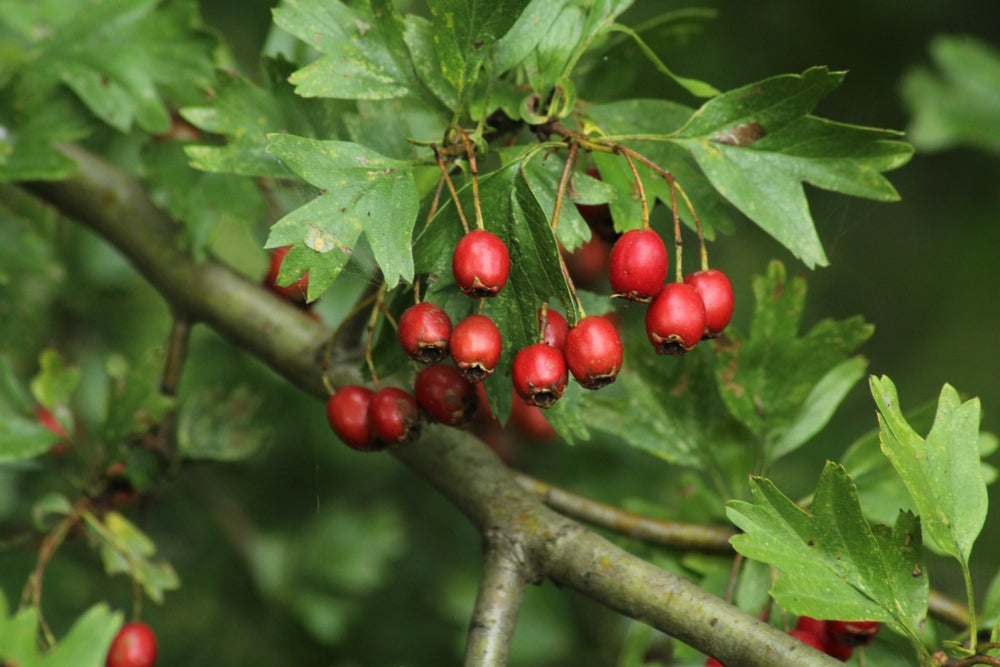 Hawthorn Trees | Crataegus