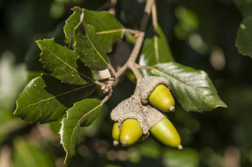 Quercus ilex | Holm Evergreen oak trees