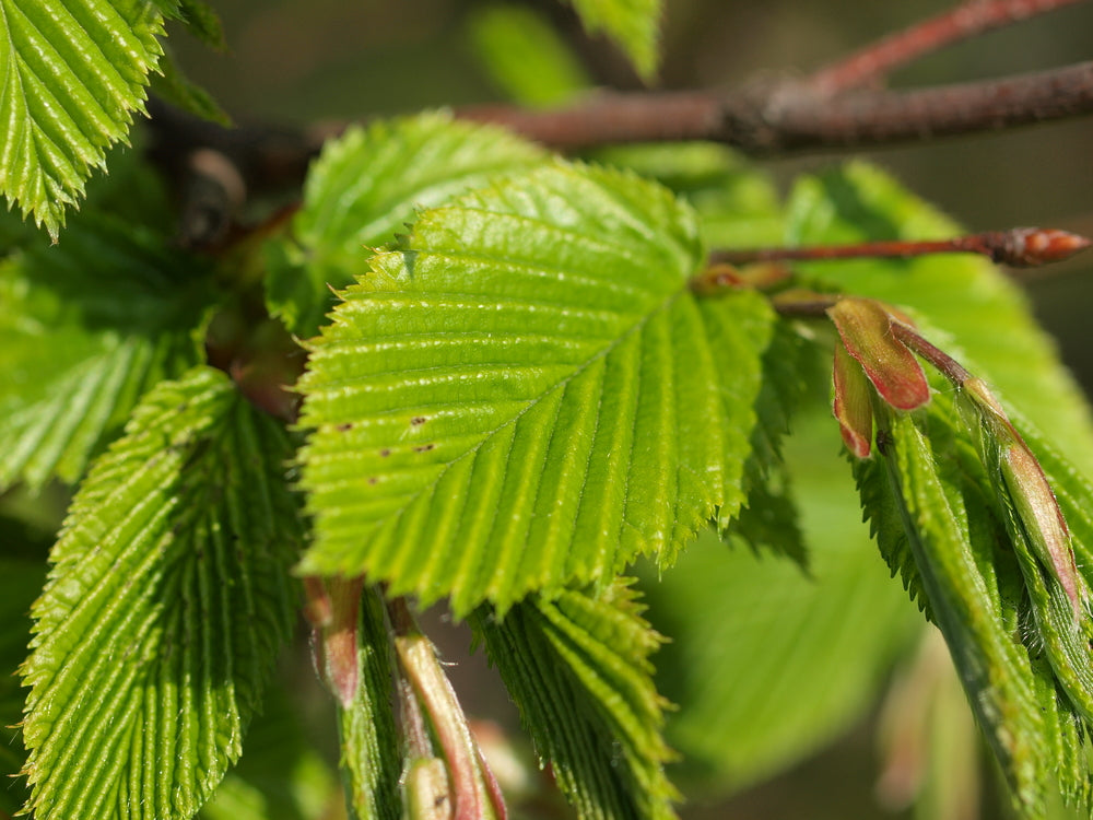 Hornbeam | Carpinus tree