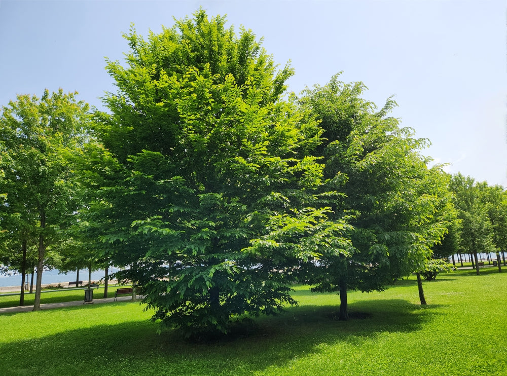 Hornbeam | Carpinus Screening Trees