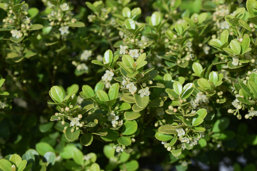 Japanese Holly | Ilex Crenata