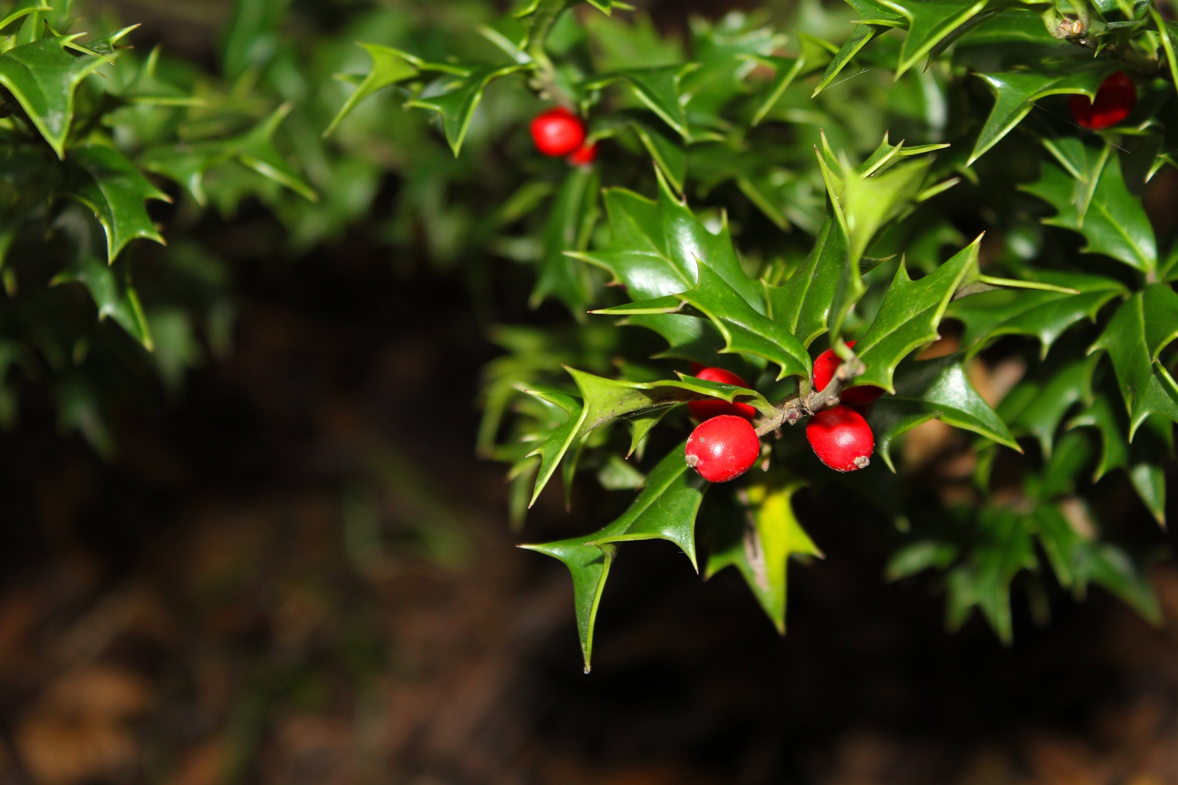 Holly | Ilex trees