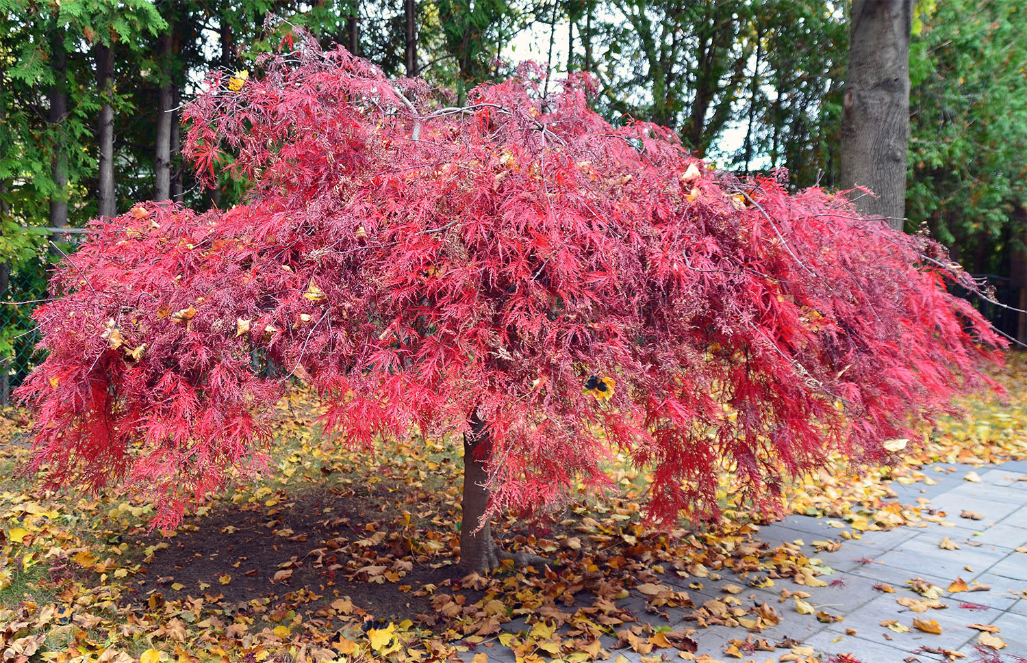 Japanese Maple | Acer Palmatum - Specimen