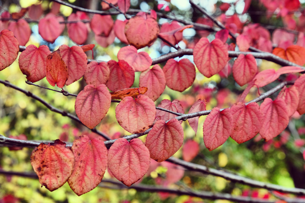 Katsura Tree | Cercidiphyllum