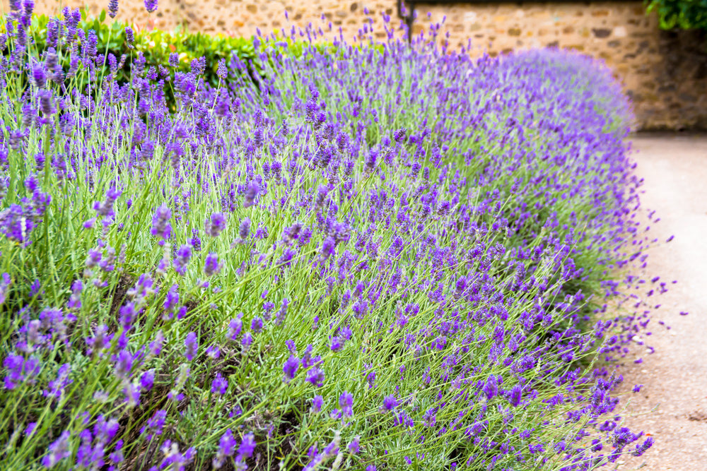 Lavender | English, French Lavender | Lavandula | UK Grown Shurbs