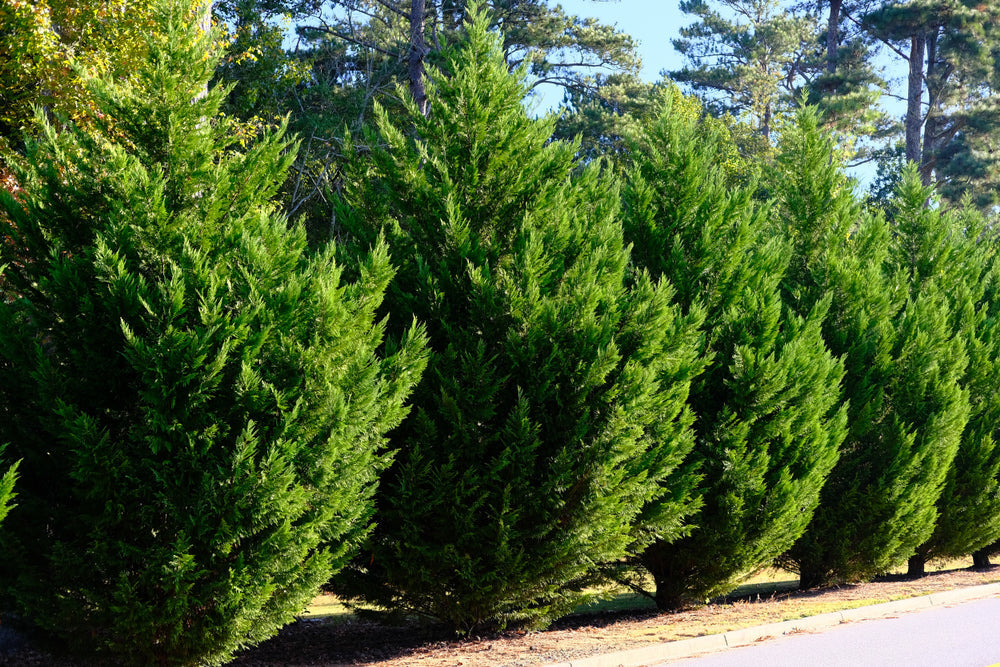 Leyland Cypress | Cupressus Leylandii