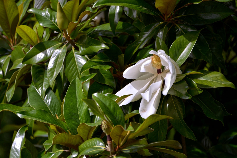 Magnolia Grandiflora (Evergreen)