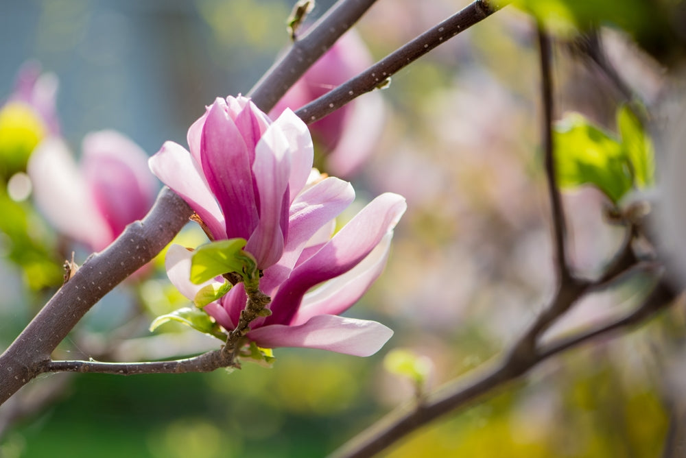 Magnolia Flowering shrubs