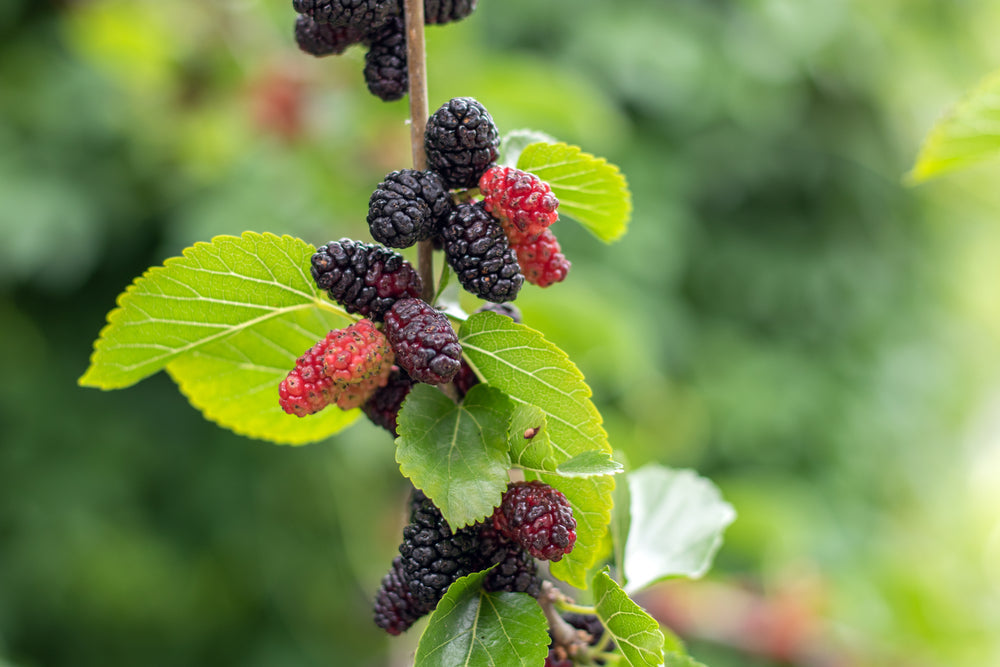 Mulberry | Morus trees