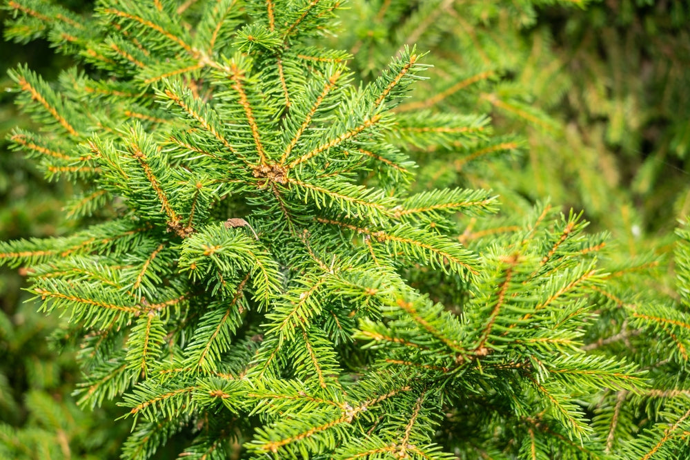 Norway Spruce | Picea abies