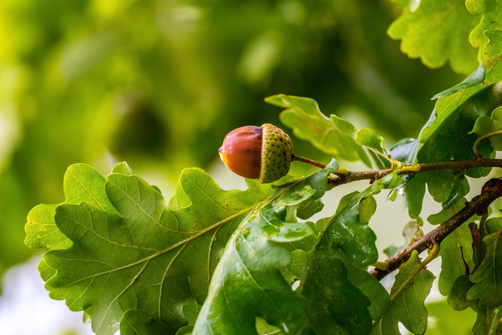 Oak | Quercus