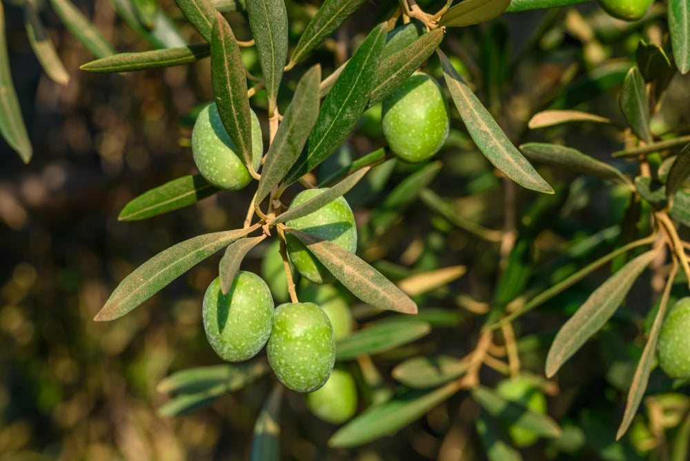 Olive Trees