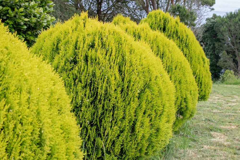 Oriental Thuja | Aurea