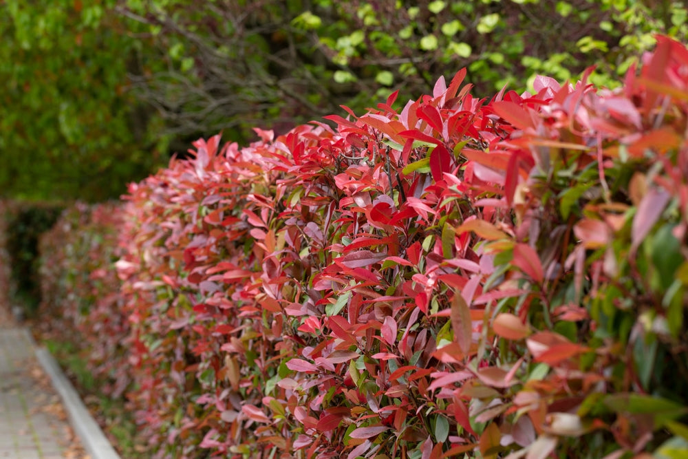 Photinia Red Robin - Hedging