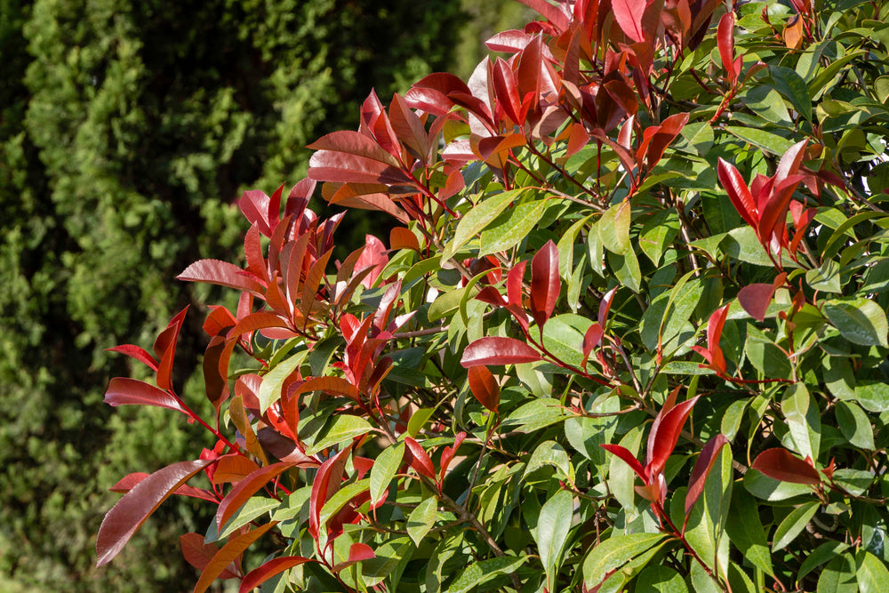 Photinia Red Robin Trees