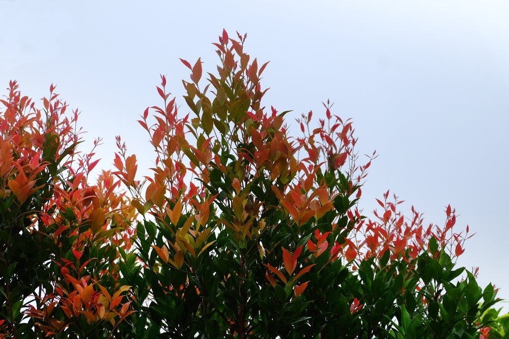 Photinia Red Robin - Screening trees