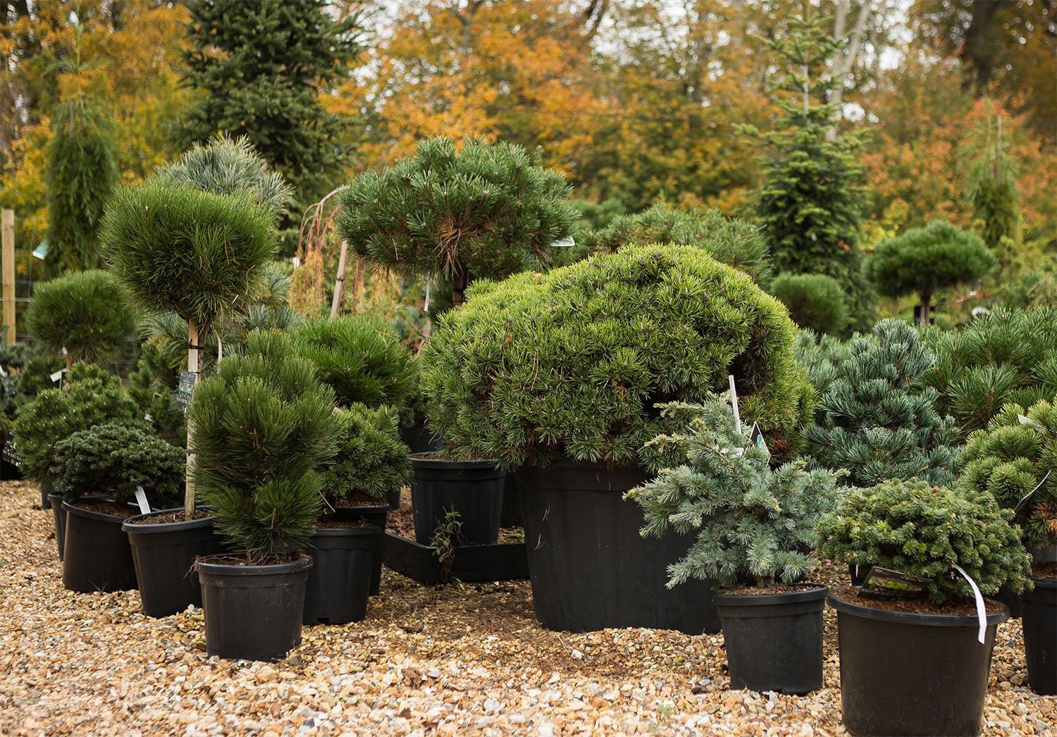 Ornamental pines & Patio Collection