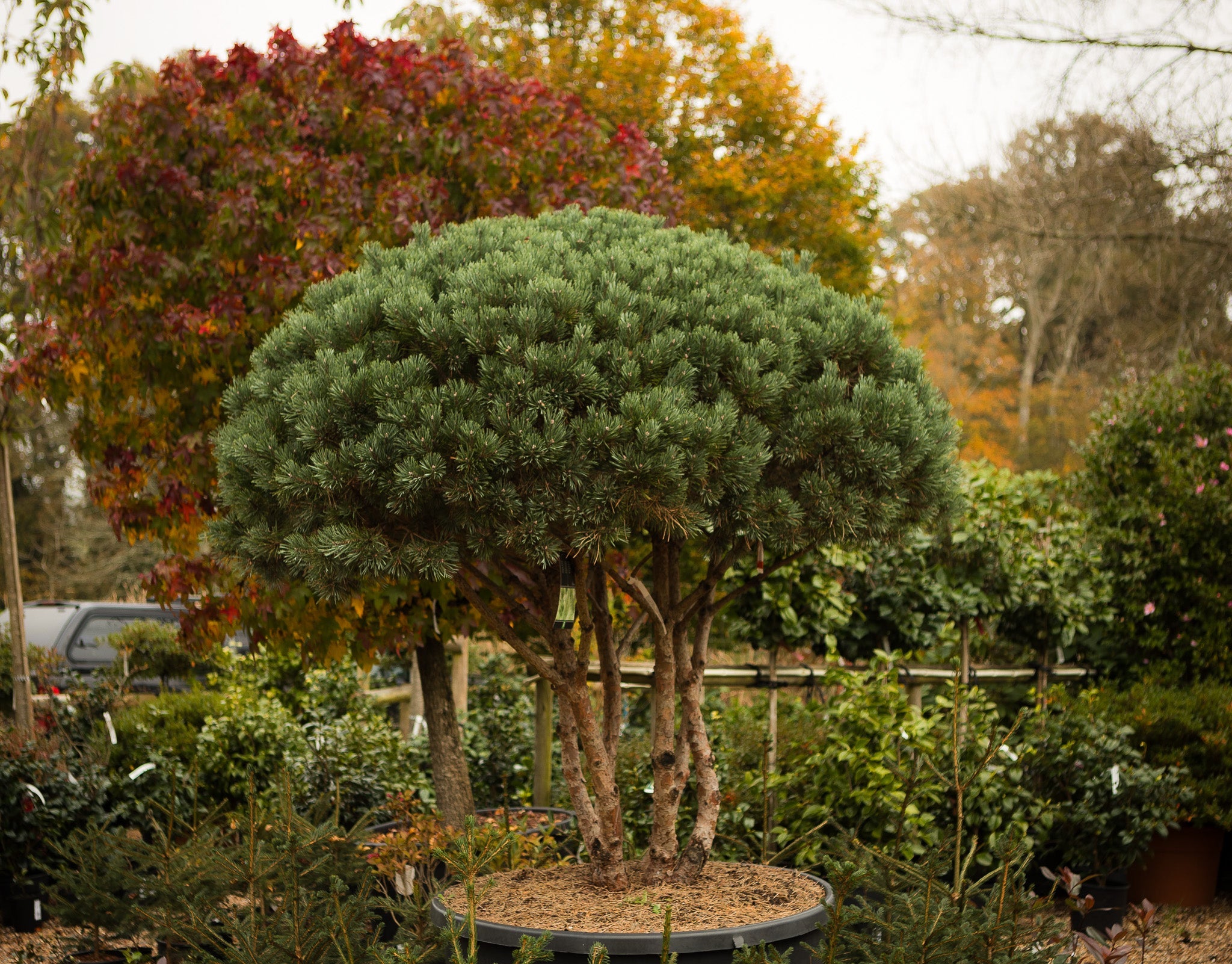 Pines Cloud & Bonsai | Japanese Garden Pines