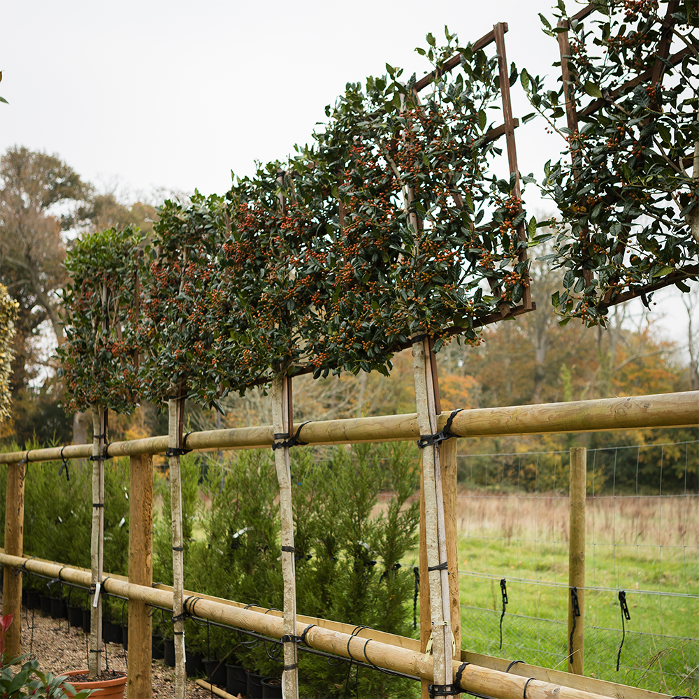 Espalier/Pleached Trees for screening