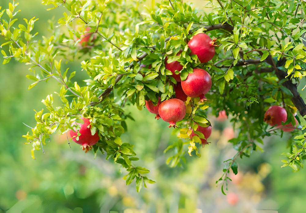 Pomegranate | Punica trees