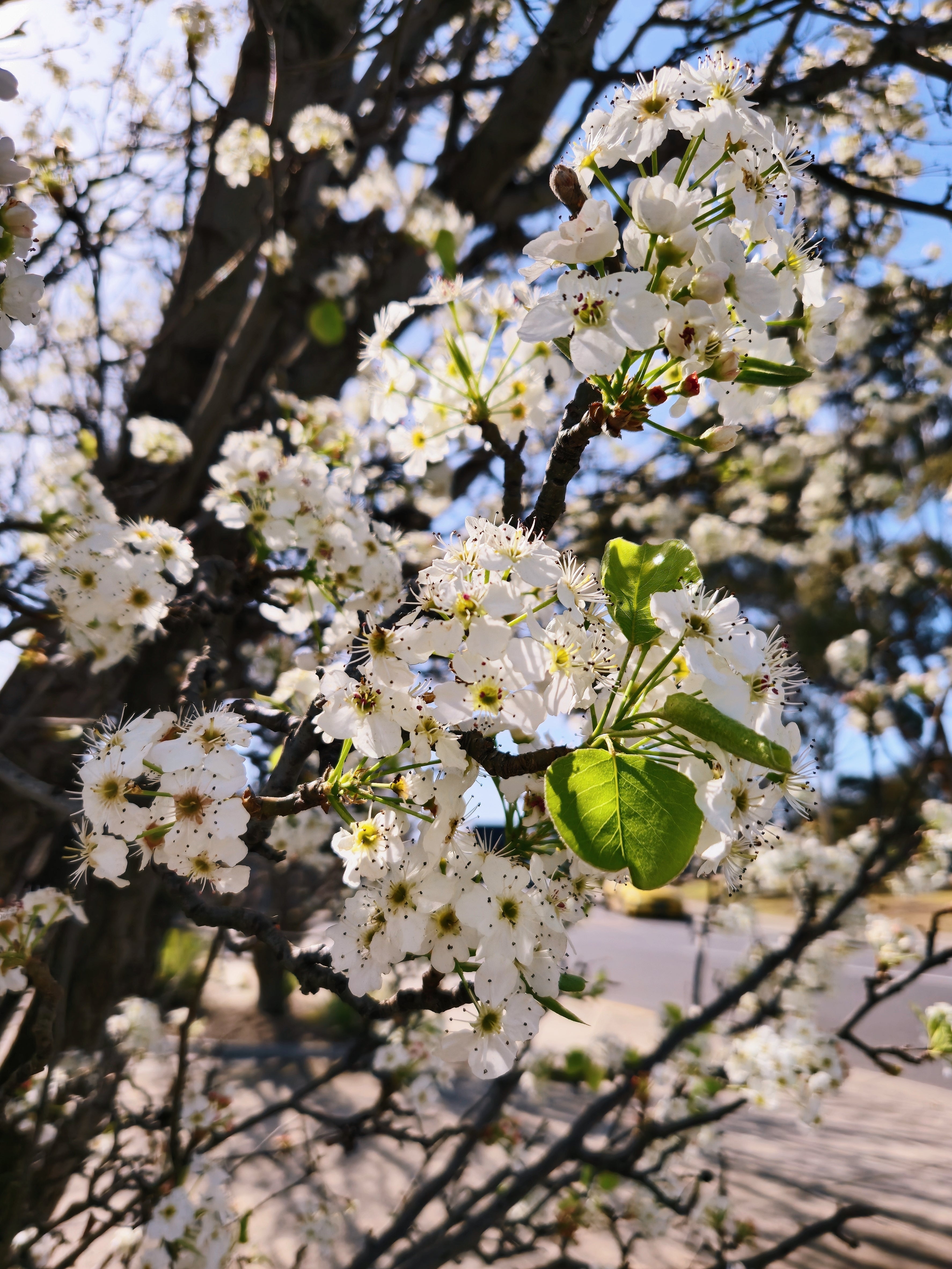 Ornamental pear tree | Pyrus