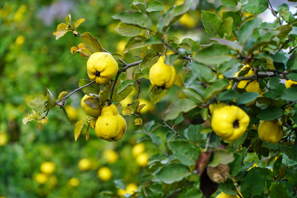 Quince Fruit Trees | Cydonia