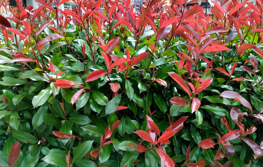 Photinia Red Robin - Large Shrubs