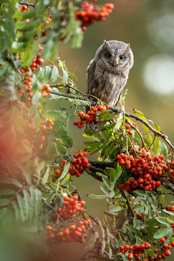 Rowan Tree | Mountain Ash Tree | Sorbus