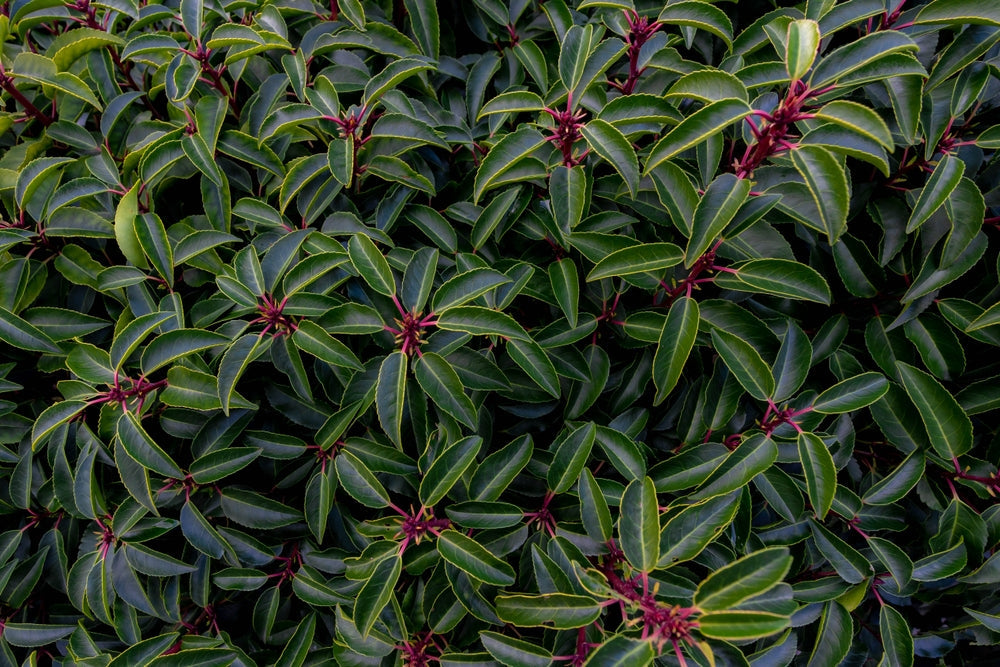 Portuguese Laurel | Prunus Lusitanica Trees