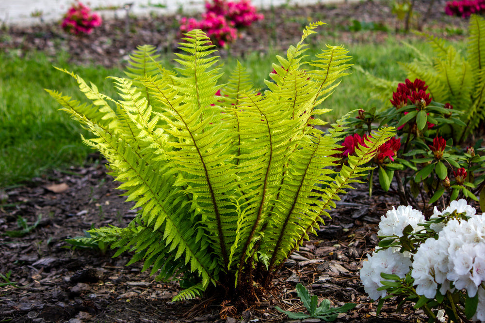 Ferns | Dryopteris