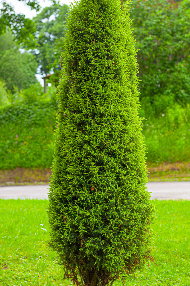 Conical Thuja | Pyramidalis, Plicata