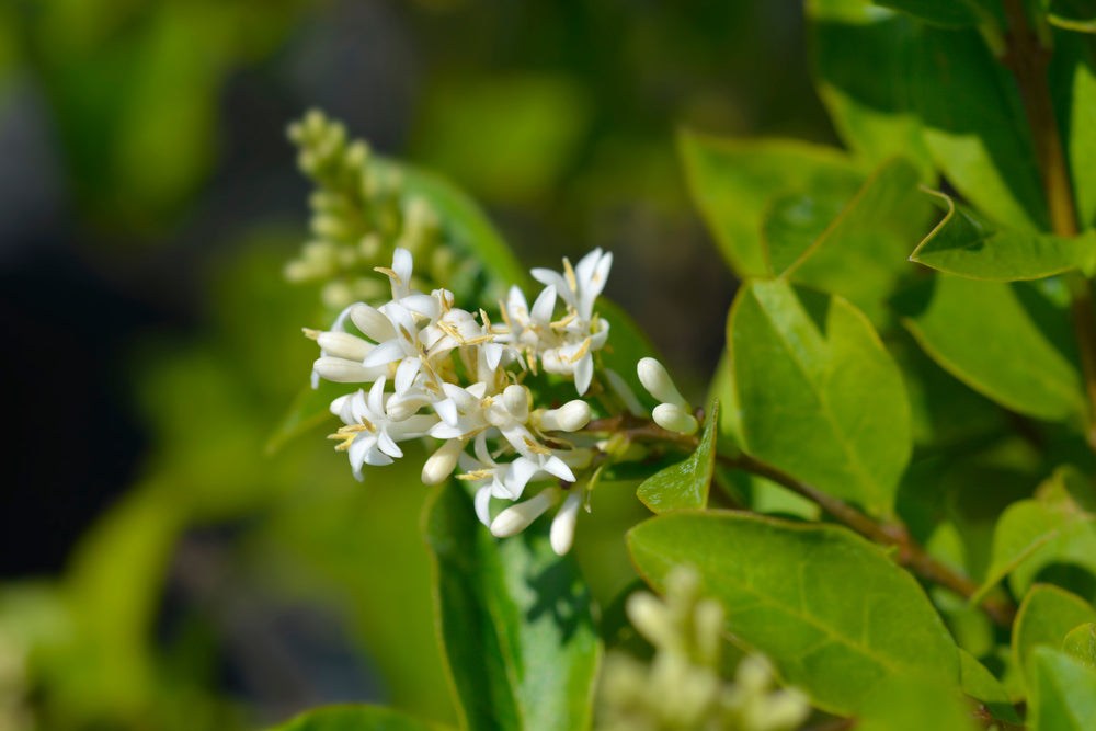 Ligustrum | Privet Shrubs Hedging plants