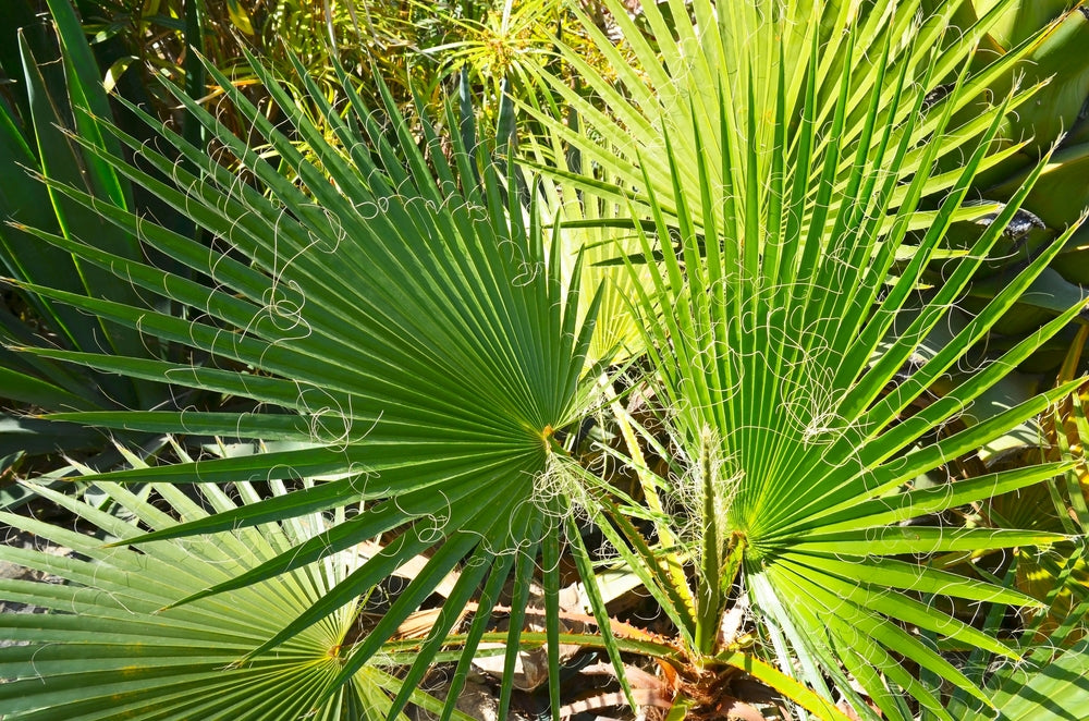 Washingtonia palms