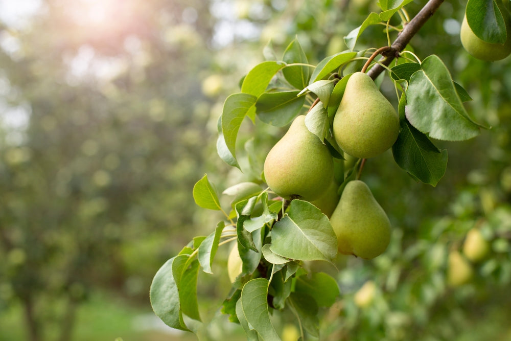 Pear Fruit Trees