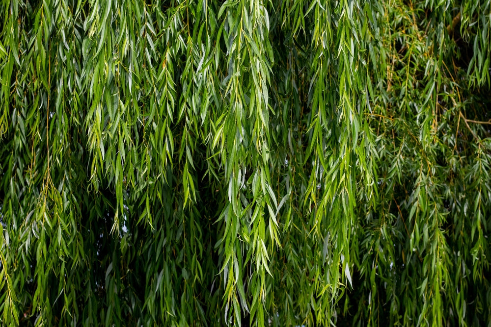 Weeping Willow trees | Salix