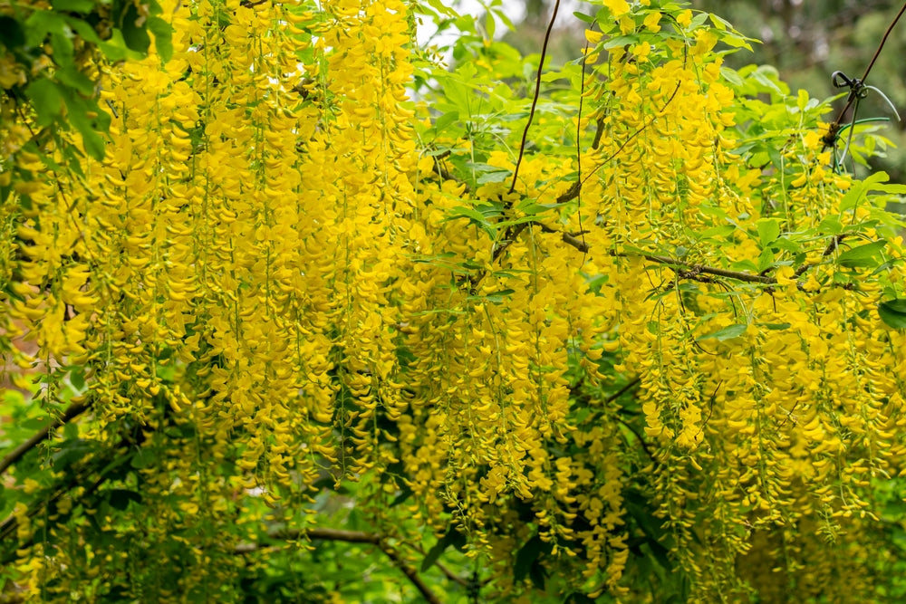 Laburnum | Golden rain tree