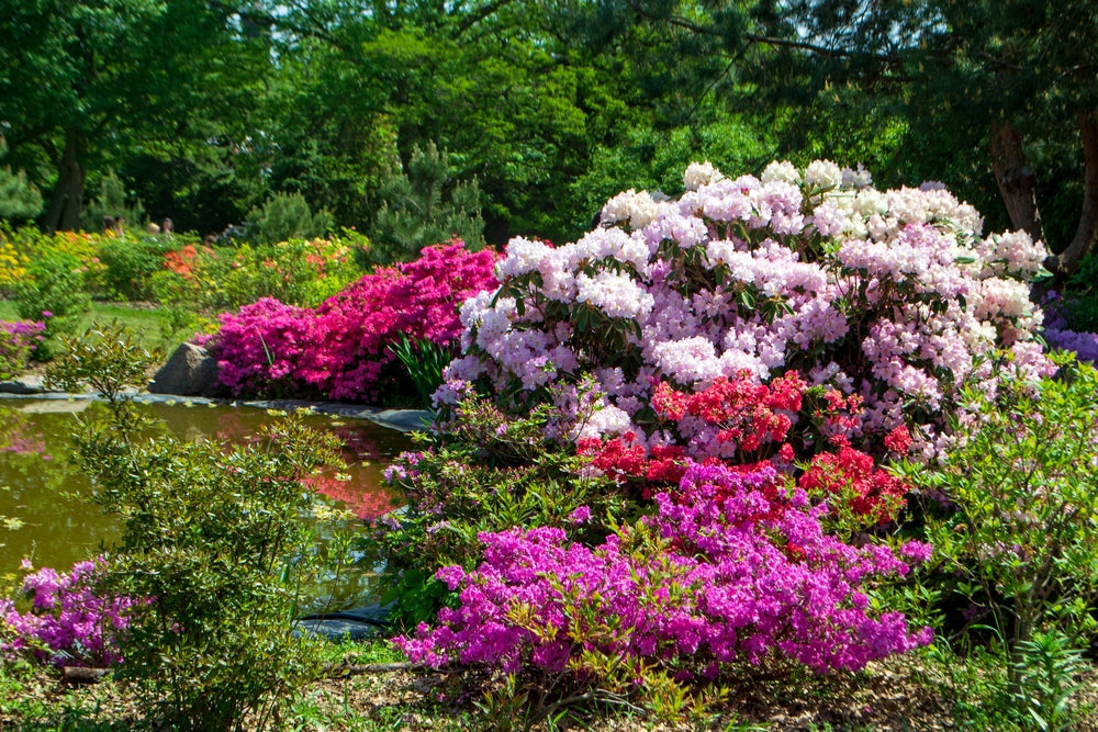 Rhododendron shrubs