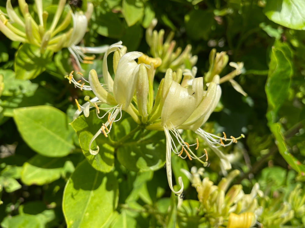 Honeysuckle | Lonicera  climbers