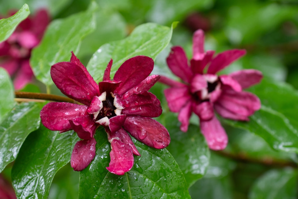 Calycanthus shrubs