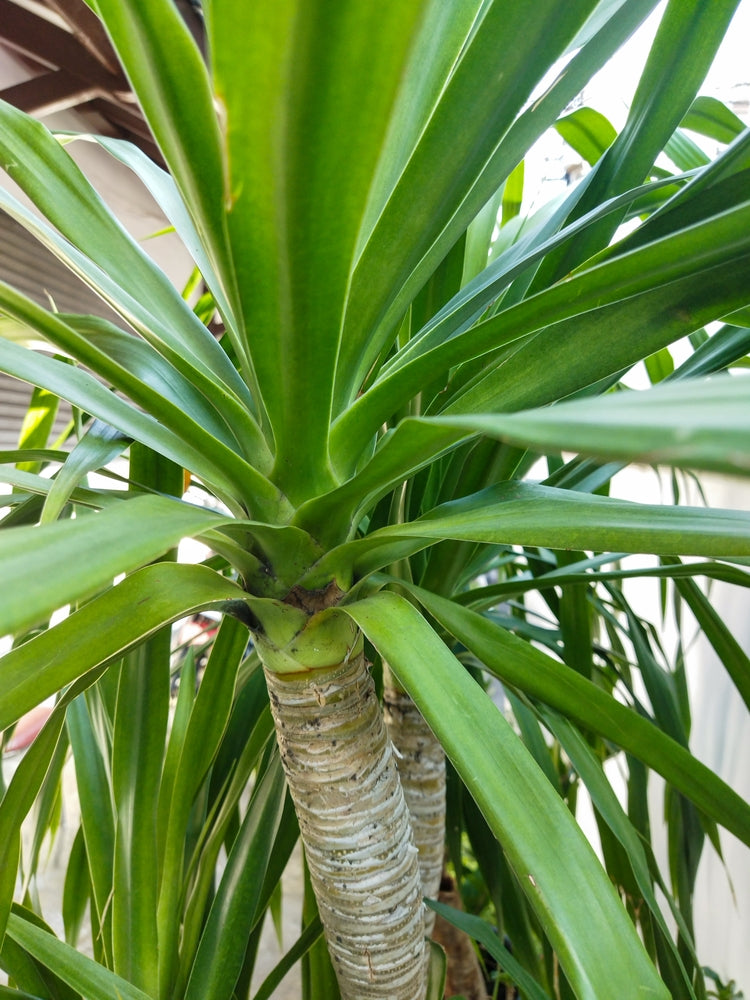 Cordyline | Cabbage palm