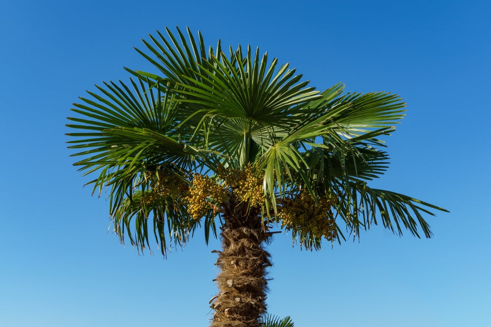 Windmill palm