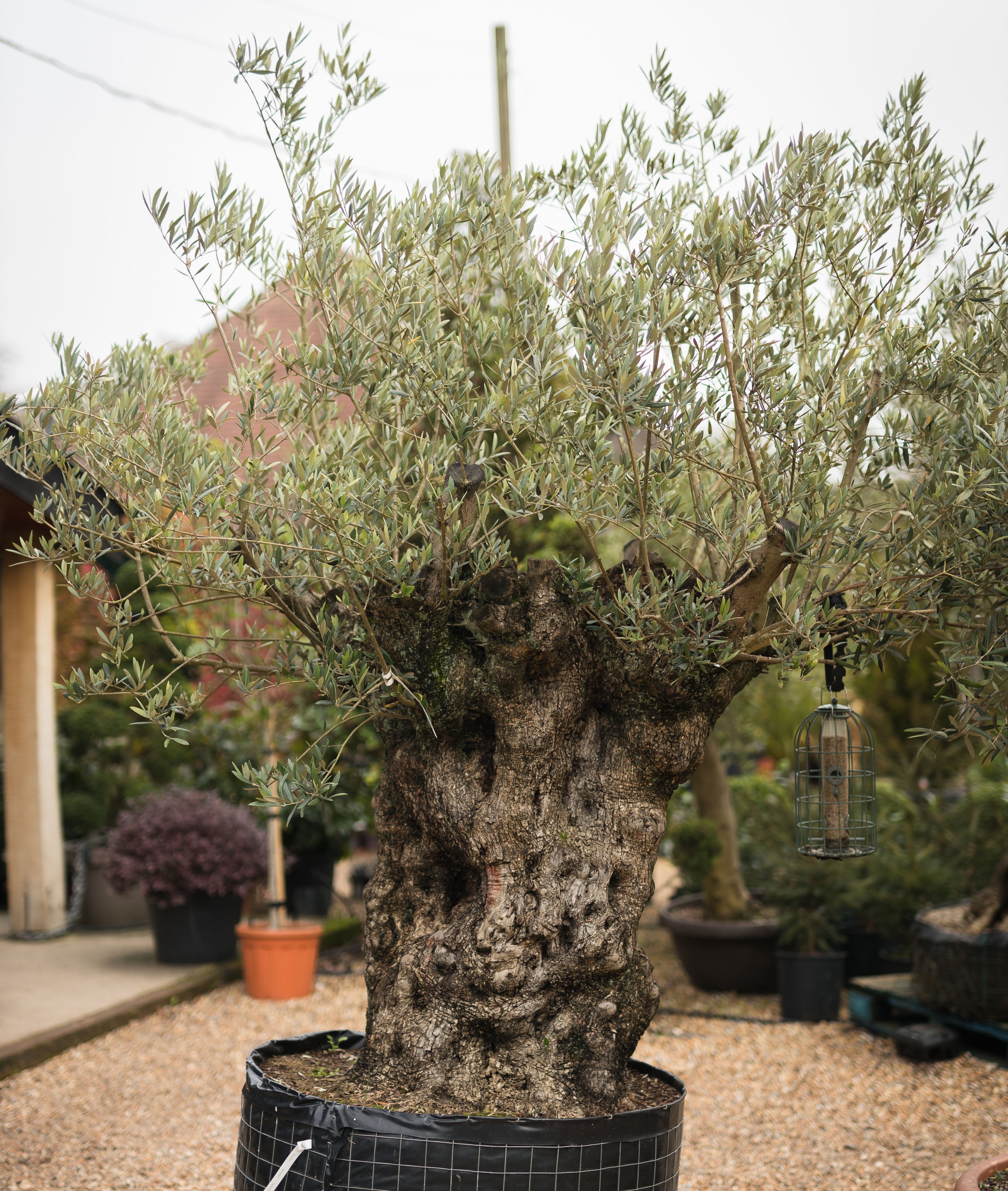 Olive Trees - Specimen