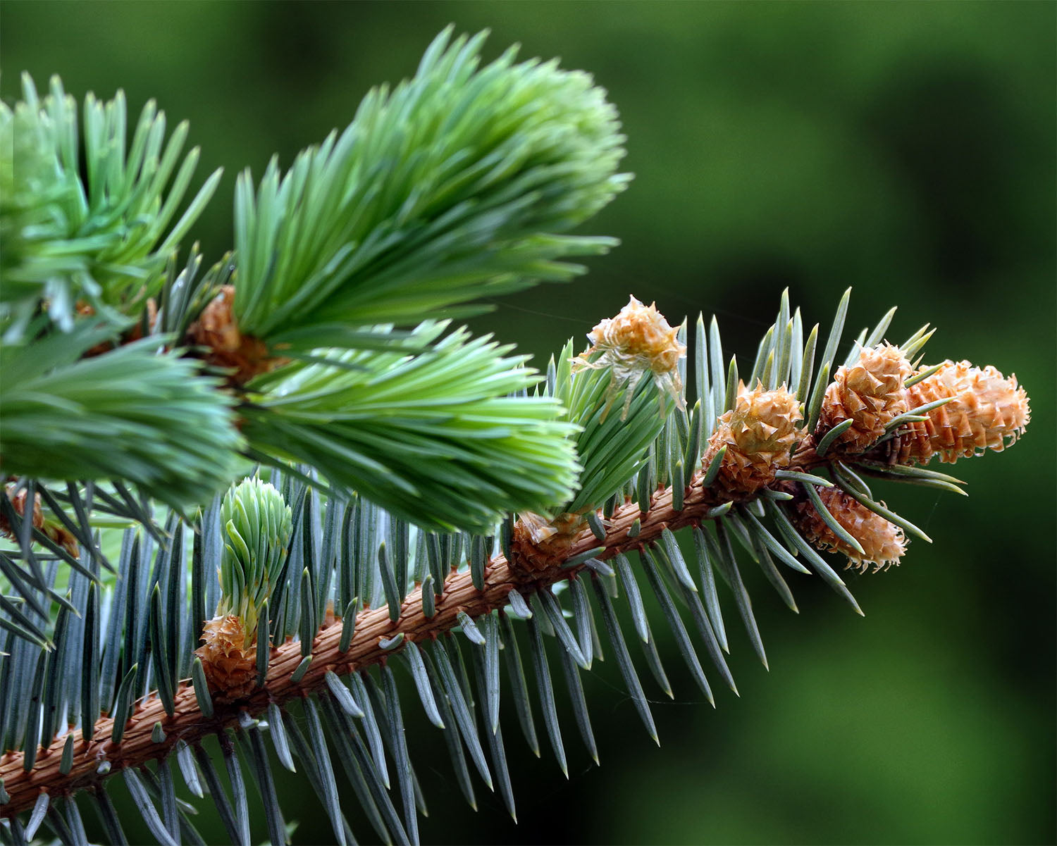 All Spruce & Firs A-Z