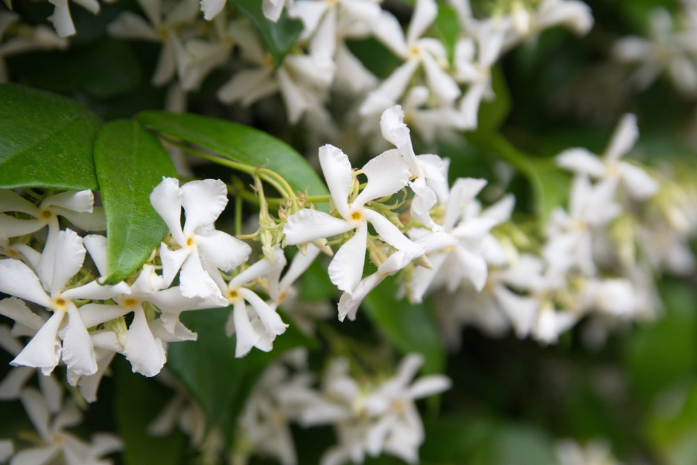 Star Jasmine | Trachelospermum | Evergreen Climber