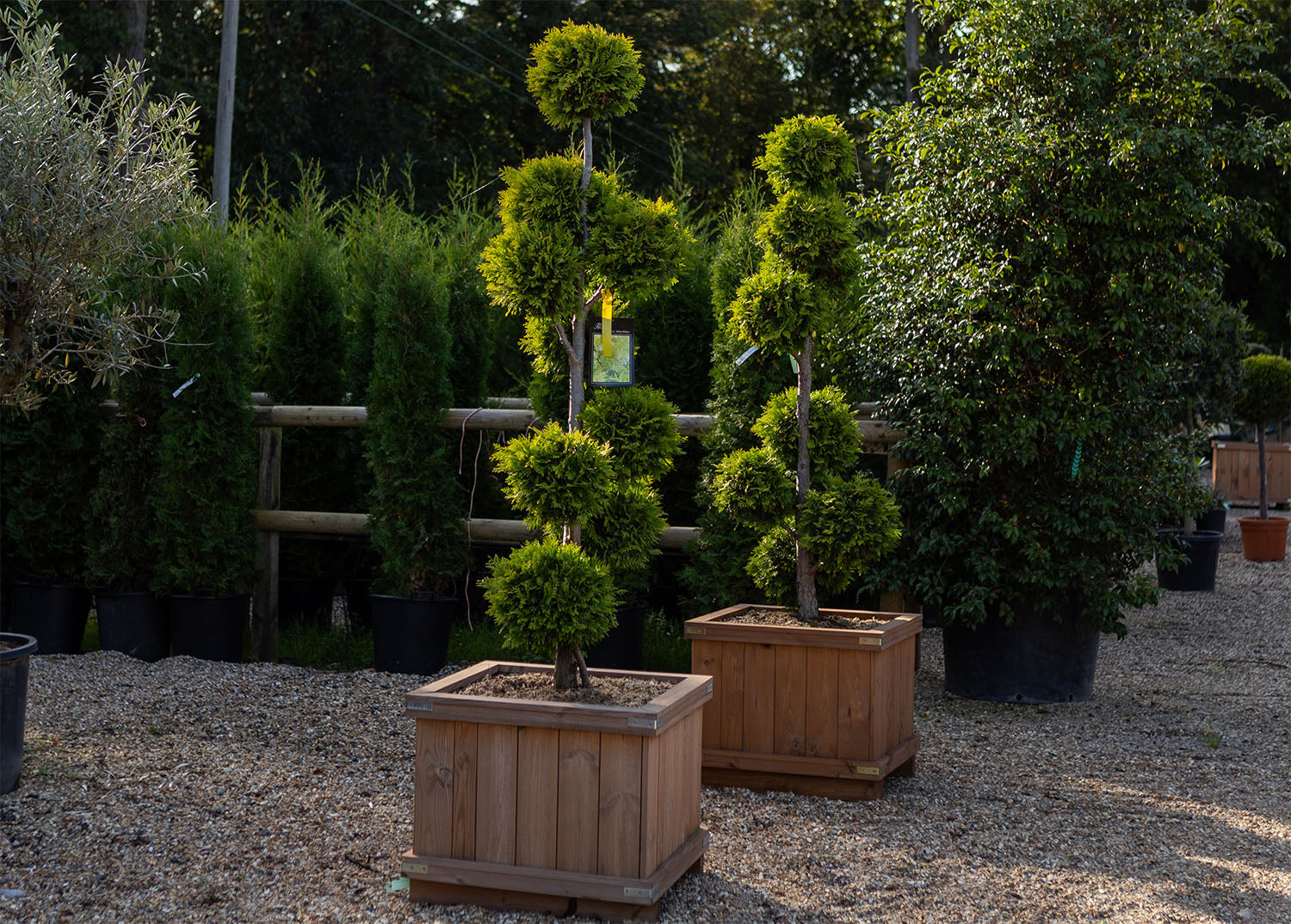 Topiary Trees and Shrubs