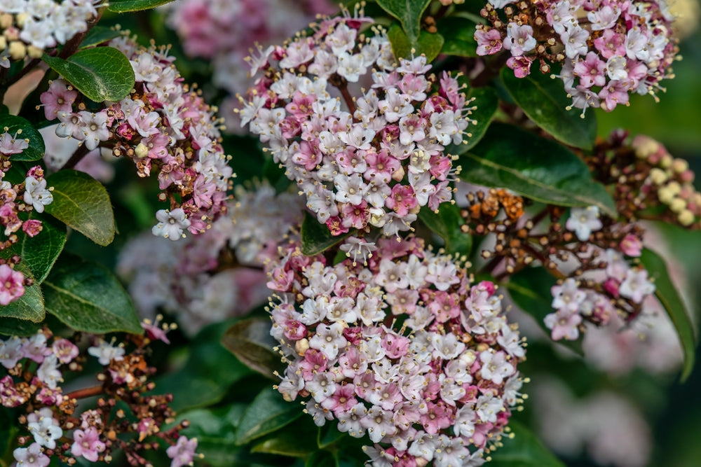 Viburnum Shrubs